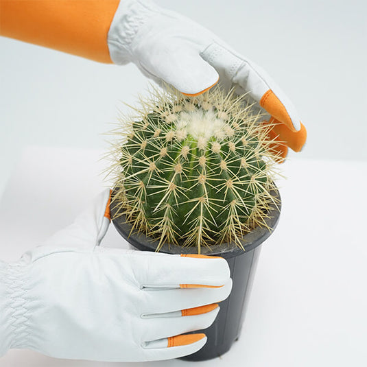 The Leather Gardening Gloves FG310 being used while handling a cactus, which protects the hands from potential pricks and accidents.
